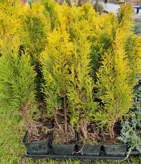 Sadzonki Tuja ‘Janed Gold’