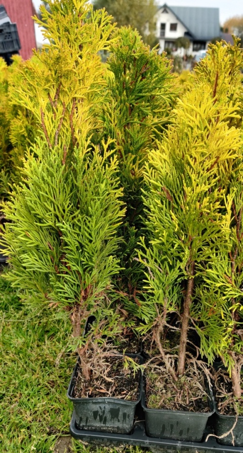 Sadzonki Tuja ‘Janed Gold’