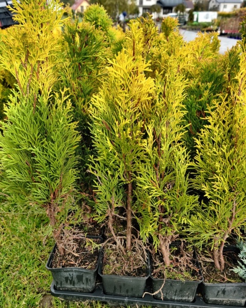 Sadzonki Tuja ‘Janed Gold’