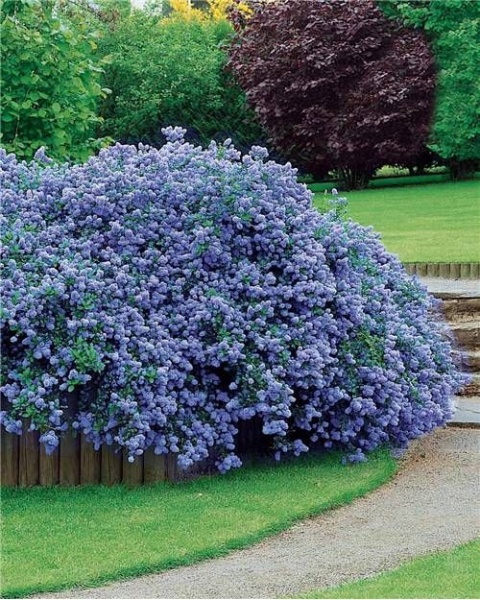 Prusznik 'Victoria'
