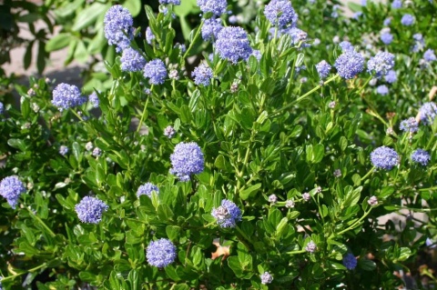 Prusznik 'Victoria'