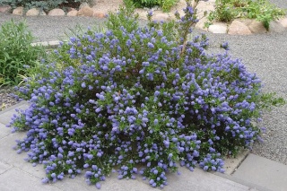 Prusznik 'Victoria'