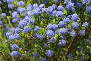 Prusznik 'Victoria'