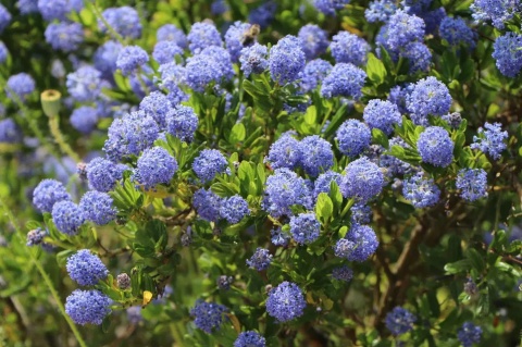 Prusznik 'Victoria'
