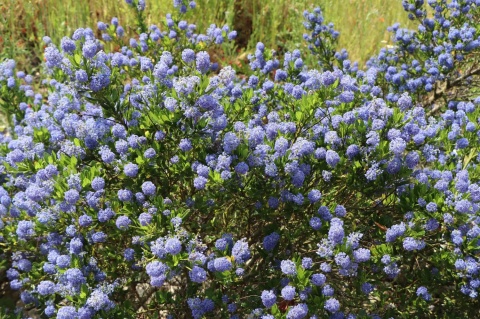 Prusznik 'Victoria'
