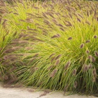 Rozplenica japońska ‘Hameln Gold’