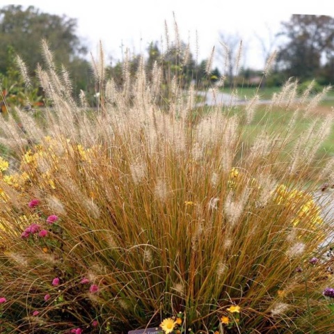 Rozplenica japońska ‘Hameln Gold’