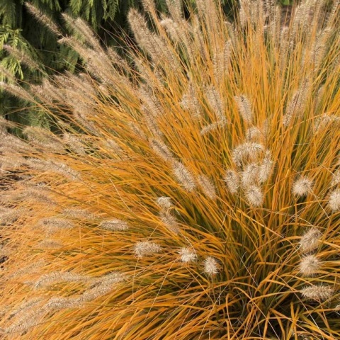 Rozplenica japońska ‘Hameln Gold’
