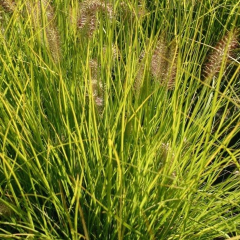 Rozplenica japońska ‘Hameln Gold’