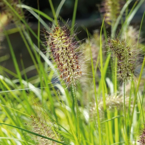 Rozplenica japońska ‘Hameln Gold’