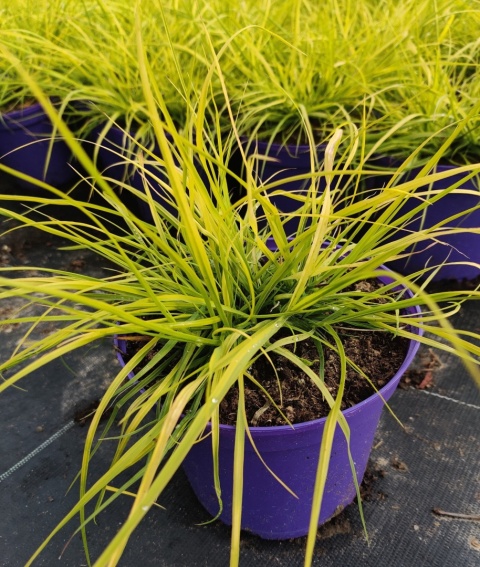 Rozplenica japońska ‘Hameln Gold’