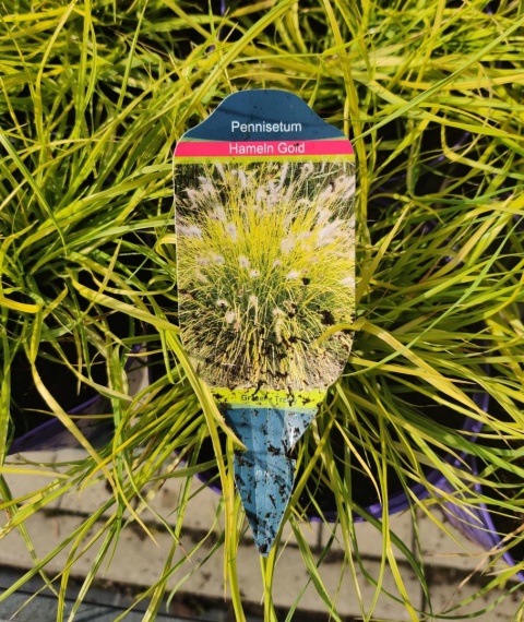 Rozplenica japońska ‘Hameln Gold’