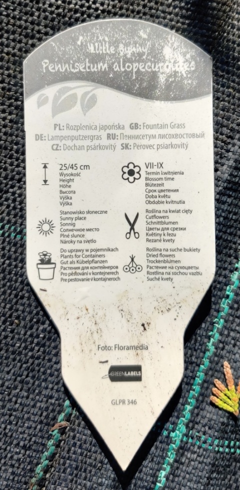 Sadzonki Rozplenica japońska ‘Little Bunny’