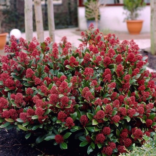 Skimmia japońska 'Rubella'