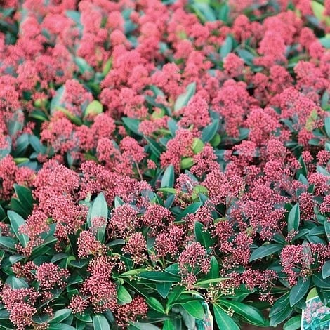 Skimmia japońska 'Rubella'