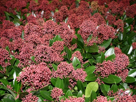 Skimmia japońska 'Rubella'