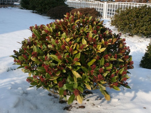 Skimmia japońska 'Rubella'