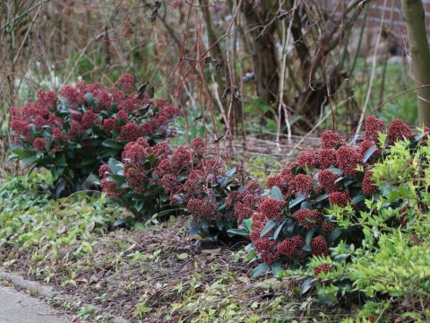Skimmia japońska 'Rubella'