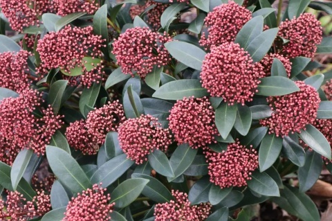 Skimmia japońska 'Rubella'