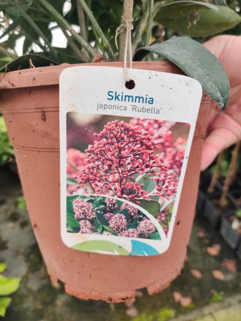 Sadzonki Skimmia japońska 'Rubella'