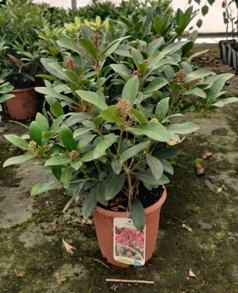 Sadzonki Skimmia japońska 'Rubella'