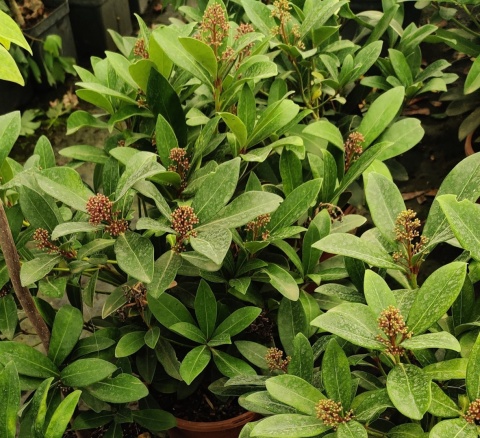 Sadzonki Skimmia japońska 'Rubella'