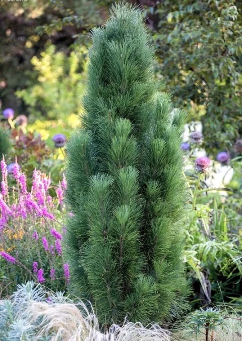 Sosna czarna ‘Green Tower’