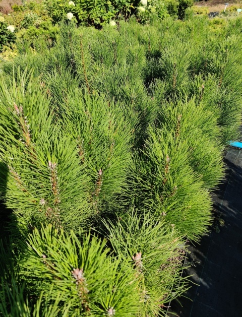 Sadzonki Sosna czarna ‘Green Tower’ szczepiona
