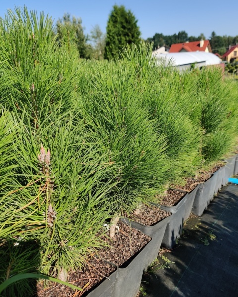 Sadzonki Sosna czarna ‘Green Tower’ szczepiona