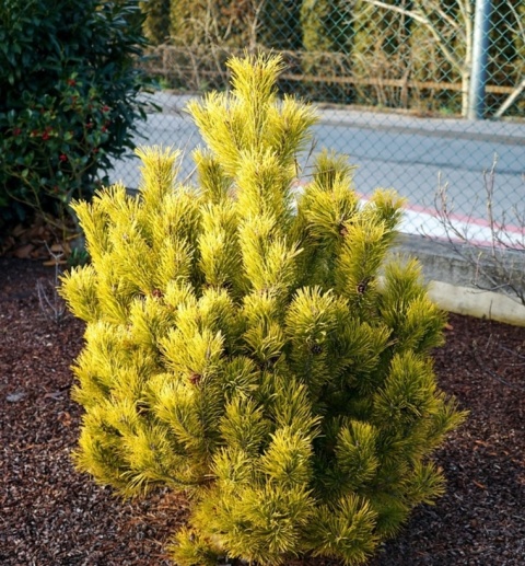 Sosna górska ‘Golden Glow’