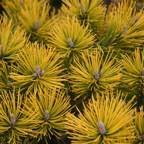 Sosna górska ‘Golden Glow’