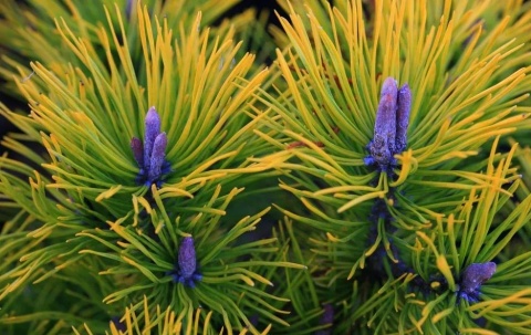 Sosna górska ‘Golden Glow’