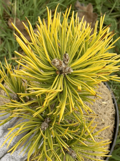 Sosna górska ‘Golden Glow’