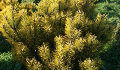 Sosna górska ‘Golden Glow’
