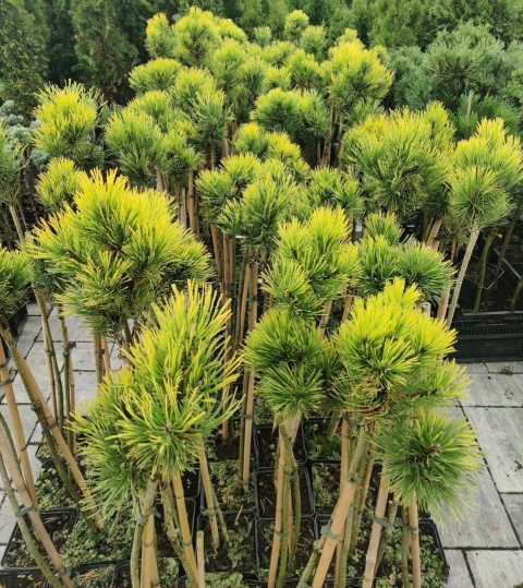 Sosna górska ‘Golden Glow’  – odmiana szczepiona