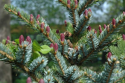 Świerk dwubarwny ‘Bicolor’ – odmiana szczepiona