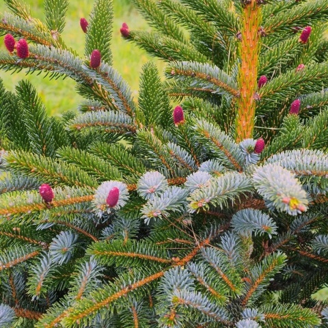 Świerk dwubarwny ‘Bicolor’ – odmiana szczepiona