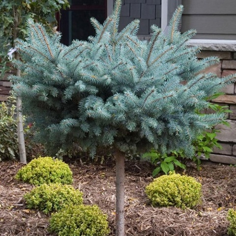 Świerk kłujący ‘Glauca Globosa’ – odmiana szczepiona
