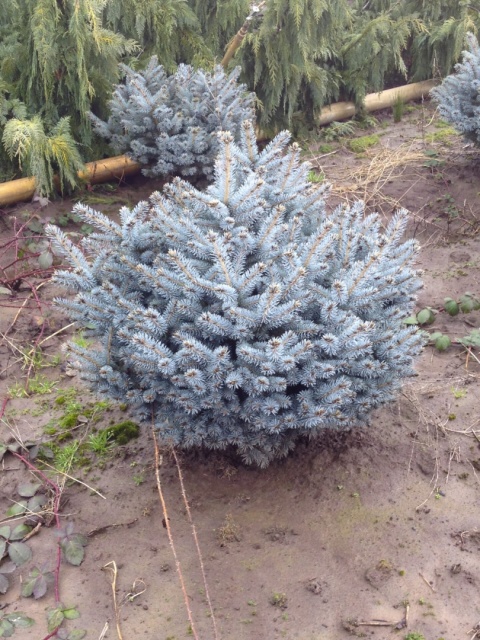 Świerk kłujący ‘Glauca Globosa’ – odmiana szczepiona