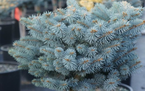 Świerk kłujący ‘Glauca Globosa’ – odmiana szczepiona