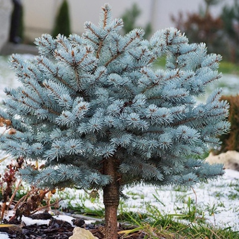 Świerk kłujący ‘Glauca Globosa’ – odmiana szczepiona