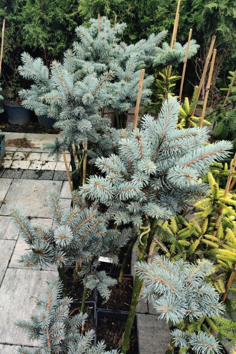 Sadzonki Świerk kłujący ‘Glauca Globosa’ – odmiana szczepiona