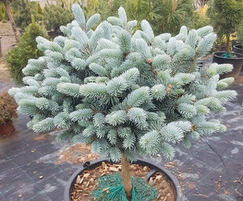 Świerk kłujący ‘Glauca Globosa’ – odmiana szczepiona