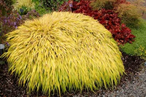 Trawa bambusowa Hakonechloa ‘All Gold’ i ‘Aureola’