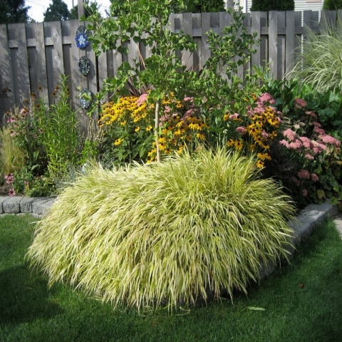 Trawa bambusowa Hakonechloa ‘All Gold’ i ‘Aureola’