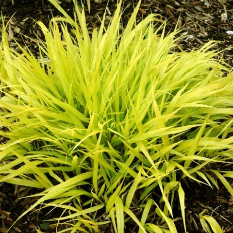 Trawa bambusowa Hakonechloa ‘All Gold’ i ‘Aureola’