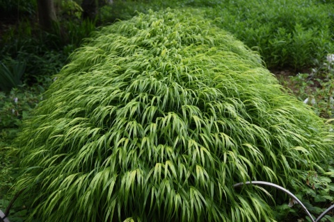 Trawa bambusowa Hakonechloa ‘All Gold’ i ‘Aureola’