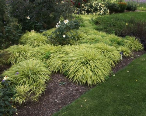 Trawa bambusowa Hakonechloa ‘All Gold’ i ‘Aureola’