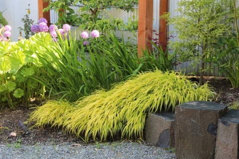 Trawa bambusowa Hakonechloa ‘All Gold’ i ‘Aureola’