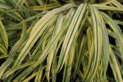 Trawa bambusowa Hakonechloa ‘All Gold’ i ‘Aureola’